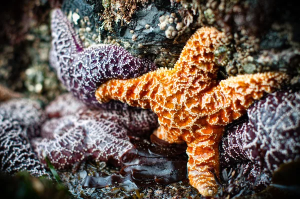 För lila och en orange sjöstjärna — Stockfoto
