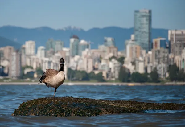 Ganso canadiense mirando frente al horizonte de Vancouver — Foto de Stock