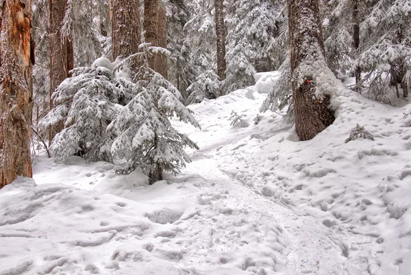 Снежная тропа сквозь деревья — стоковое фото