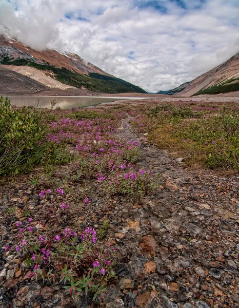 Fiori Rosa Sotto il Columbia Icefields — Foto Stock