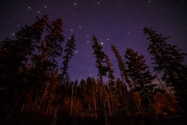 Tops de árvores verdes à noite com estrelas — Fotografia de Stock