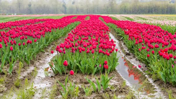 Campo de tulipanes rosados —  Fotos de Stock