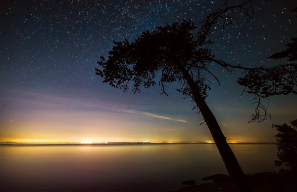 Copac cu stele pe coastă cu lumini îndepărtate — Fotografie, imagine de stoc