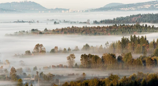 层的树木突破雾景 — 图库照片