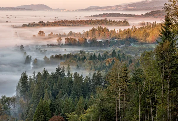 Bos en weergave tijdens de ochtend mist — Stockfoto