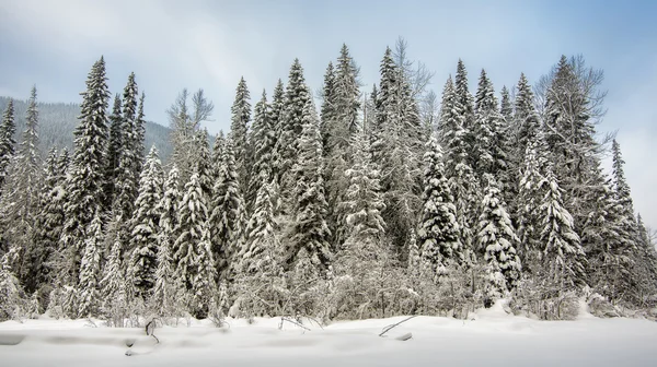 Fila de árvores cobertas de neve — Fotografia de Stock