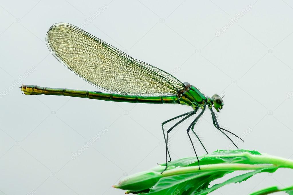 Banded demoiselle