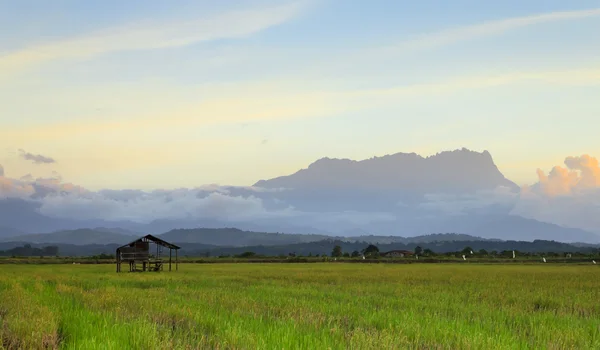 En vy av ett risfält i sabah, malaysia med mount kinabalu i bakgrunden — Stockfoto