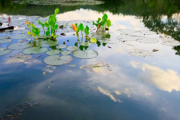 Tulipani e riflessione del cielo su uno stagno — Foto Stock