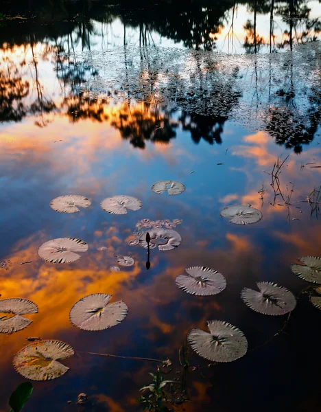 Colores de puesta de sol reflejados en un estanque con hojas de tulipanes como primer plano. Borneo, Sabah, Malasia —  Fotos de Stock
