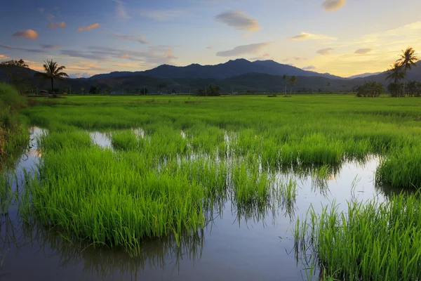 Gün batımında çeltik alanı. Borneo, sabah, Malezya — Stok fotoğraf