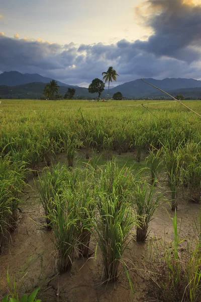 Campo de arroz al atardecer. Borneo, Sabah, Malasia —  Fotos de Stock
