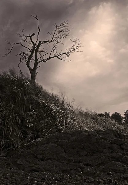 Dead tree in monotone Borneo, Sabah, Malaysia — Stock Photo, Image