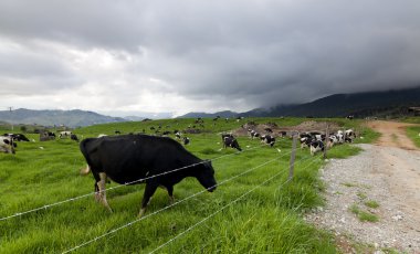 sabah, borneo, Malezya içinde süt çiftliğinde ahırların