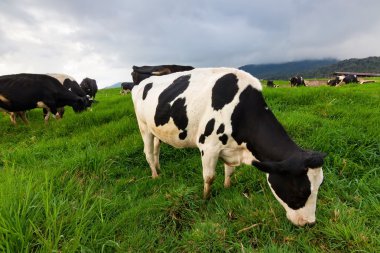 sabah, borneo, Malezya içinde süt çiftliğinde ahırların