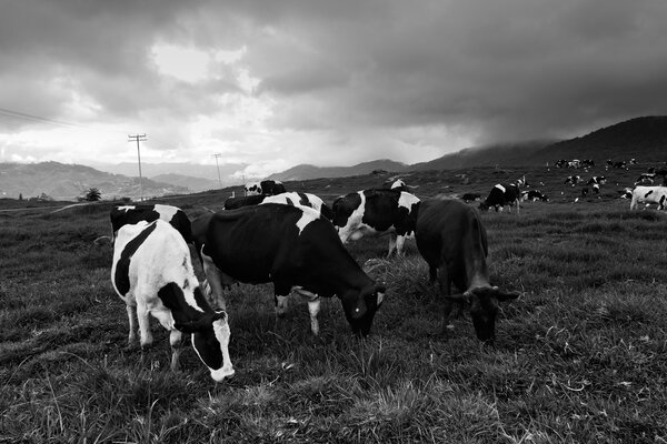 Cattles at a dairy farm in Sabah, Borneo, Malaysia