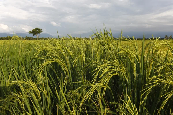 Kypsä paddy Sabahissa, Borneossa, Malesiassa — kuvapankkivalokuva