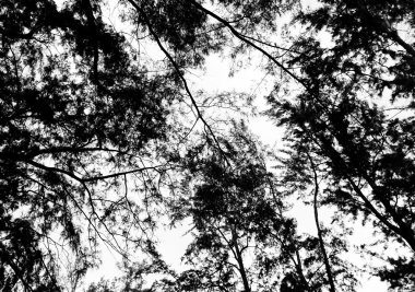 ağaç dalları arka plan