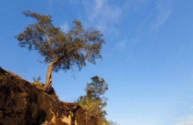 sabah, Malezya, mavi gökyüzü ile yalnız ağaç
