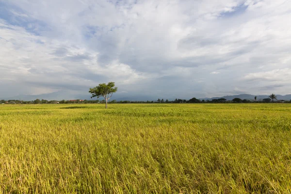 Sabah, borneo, Malezya, mavi gökyüzü ile yalnız ağaç paddy Field — Stok fotoğraf