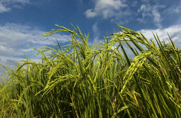 Rice paddy com céu azul em Sabah, Bornéu, Malásia — Fotografia de Stock