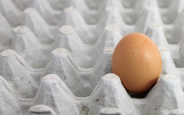 Tek yumurta bir tepsi