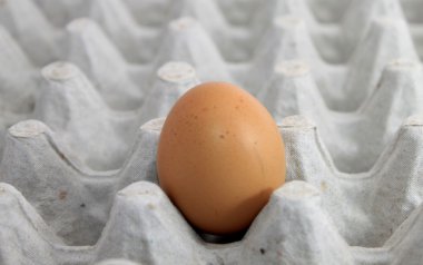 Tek yumurta bir tepsi
