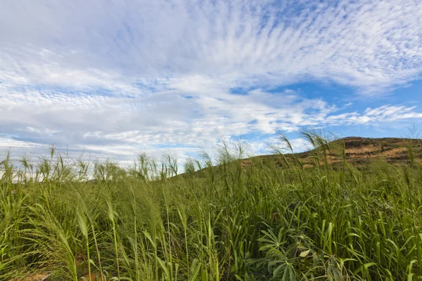 Campo e colinas com céu azul em Sabah, Bornéu, Malásia — Fotografia de Stock