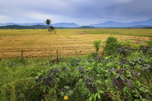 Landsbygdens scen djupt inne i sabah, borneo, malaysia — Stockfoto