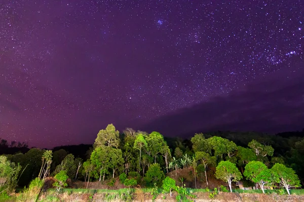 Starry sky above tropical trees at Sabah, Borneo, Malaysia — Stock Photo, Image