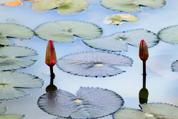 Water lily on a pond — Stock Photo, Image