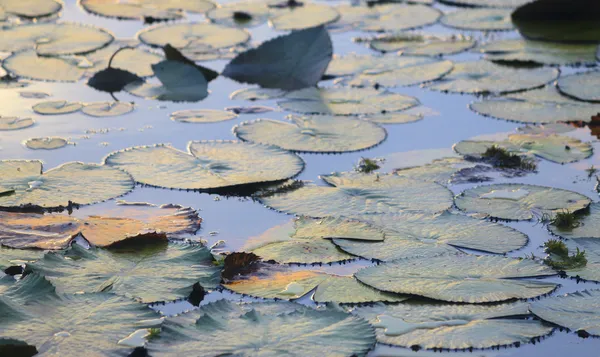 Plantas de água em um lago — Fotografia de Stock