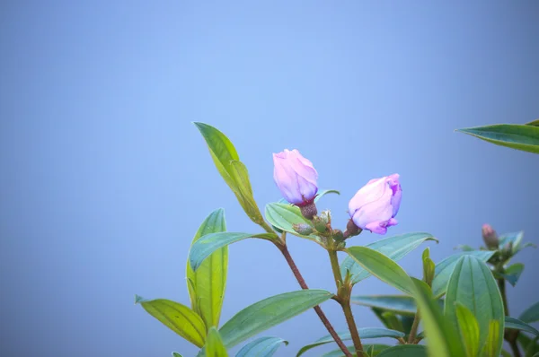 Blomma och blå bakgrund — Stockfoto