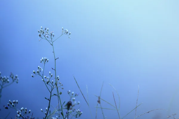 Floral abstract blue background — Stock Photo, Image