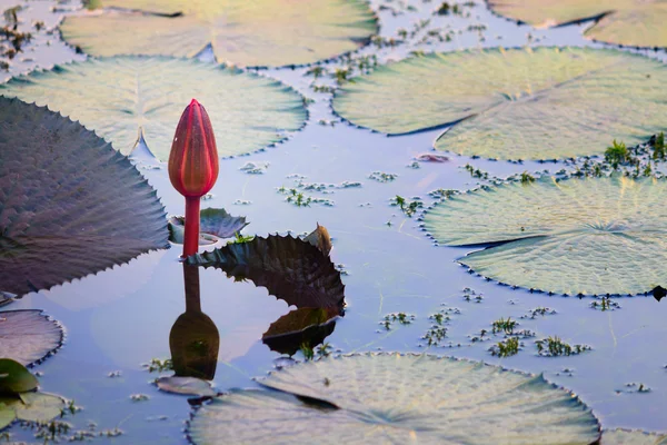 Vatten lilja på en damm — Stockfoto