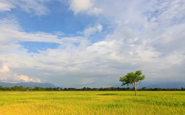 Osamělý strom na rýžových polí s modrou oblohou v sabah, borneo, Malajsie — Stock fotografie