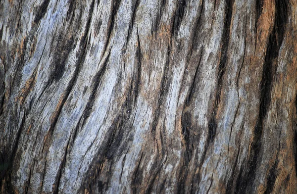 나무 질감 근접 촬영 — 스톡 사진