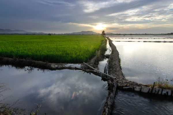 Paddy pole při západu slunce v kota belud, sabah, Malajsie — Stock fotografie