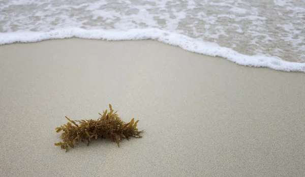 Alghe sulla sabbia con onde — Foto Stock