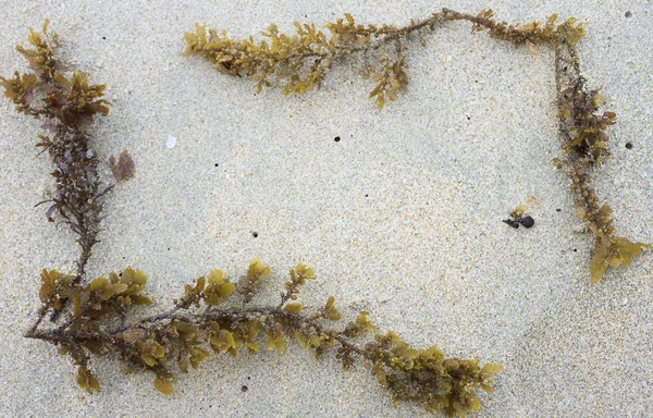 Sjögräs på sand gränser — Stockfoto