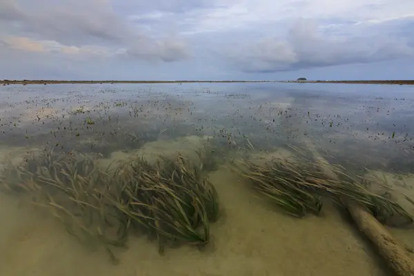 Zeewier onder ondiep water op borneo, sabah, Maleisië — Stockfoto