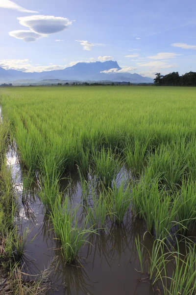 Paddy field à Sabah, Bornéo, Malaisie avec le mont Kinabalu en arrière-plan — Photo