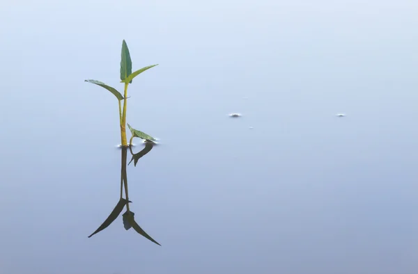 Plante unique dans un étang — Photo