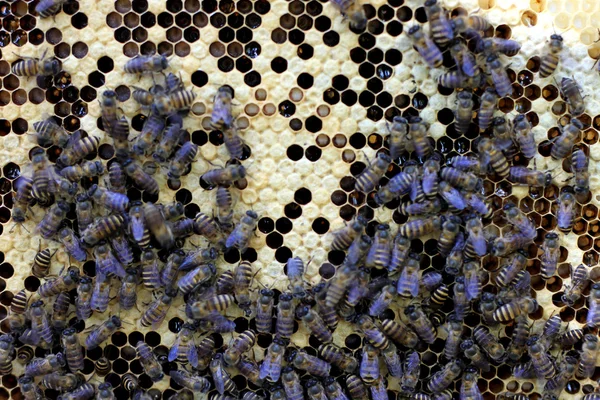 Пчелы на пчелином улье — стоковое фото