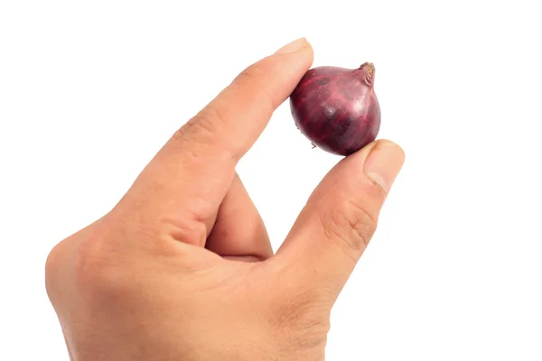 Hand holding a shallot isolated on white — Stock Photo, Image