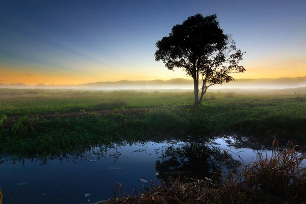 Silueta de un solo árbol al amanecer — Foto de Stock