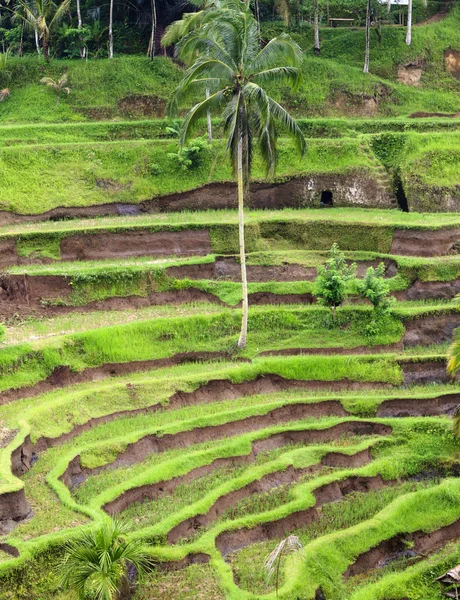 Vacker terrass risfält på ubud, bali, Indonesien — Stockfoto