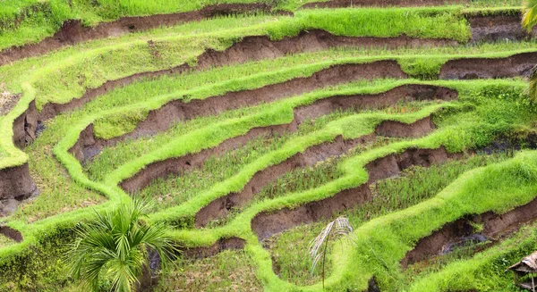 Beautiful terrace paddy field — Stock Photo, Image