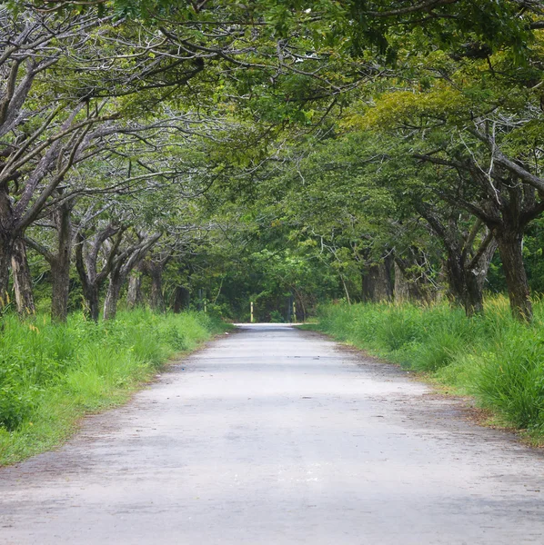 Road with tunnel of trees — Stock Photo, Image