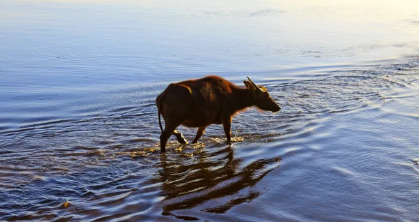 Water buffalo — Stock Photo, Image